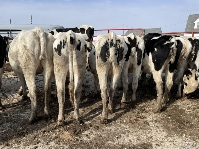 (10) Holstein heifers